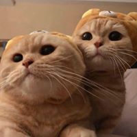 Chư Giới Mạt Nhật Tại Tuyến
